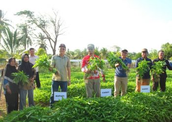 Bupati Panen Sayur Bersama Masyarakat Teluk Limau