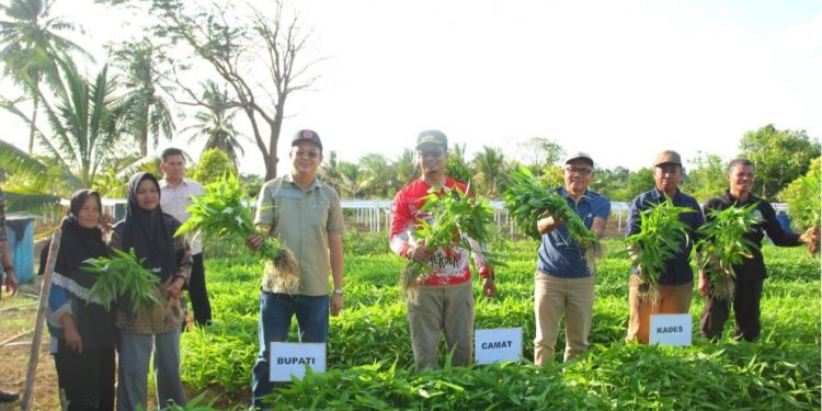 Bupati Panen Sayur Bersama Masyarakat Teluk Limau