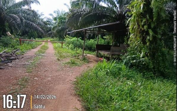 Menelisik Gurita Bisnis Sawit di Desa Nadi: Benarkah Ada Alih Kelola Aset Ilegal Milik Buyung?