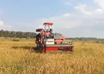 Tekan Biaya dan Hemat Waktu, Petani Desa Buyan Kelumbi Rasakan Manfaat Combine Harvester